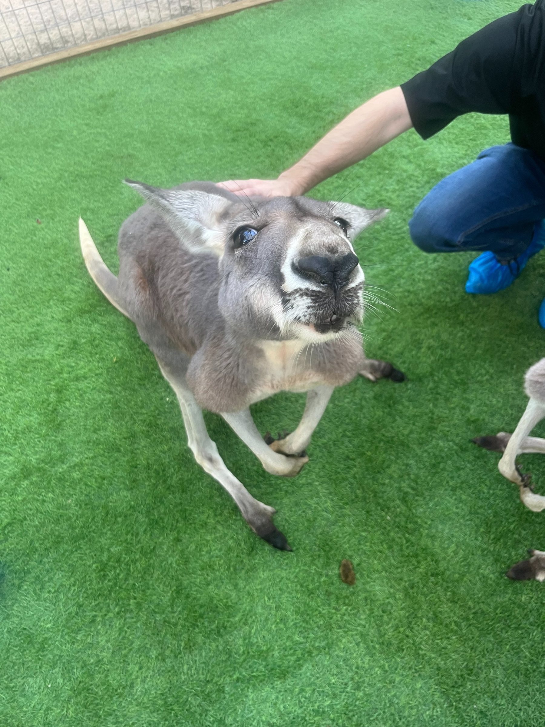 Kangaroo at Oak Meadow Ranch