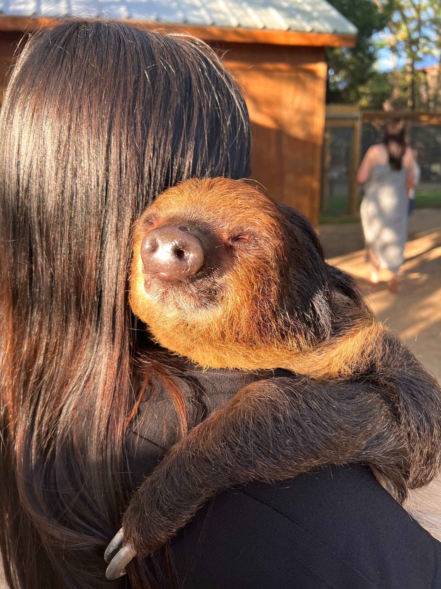 Sloth at Oak Meadow Ranch