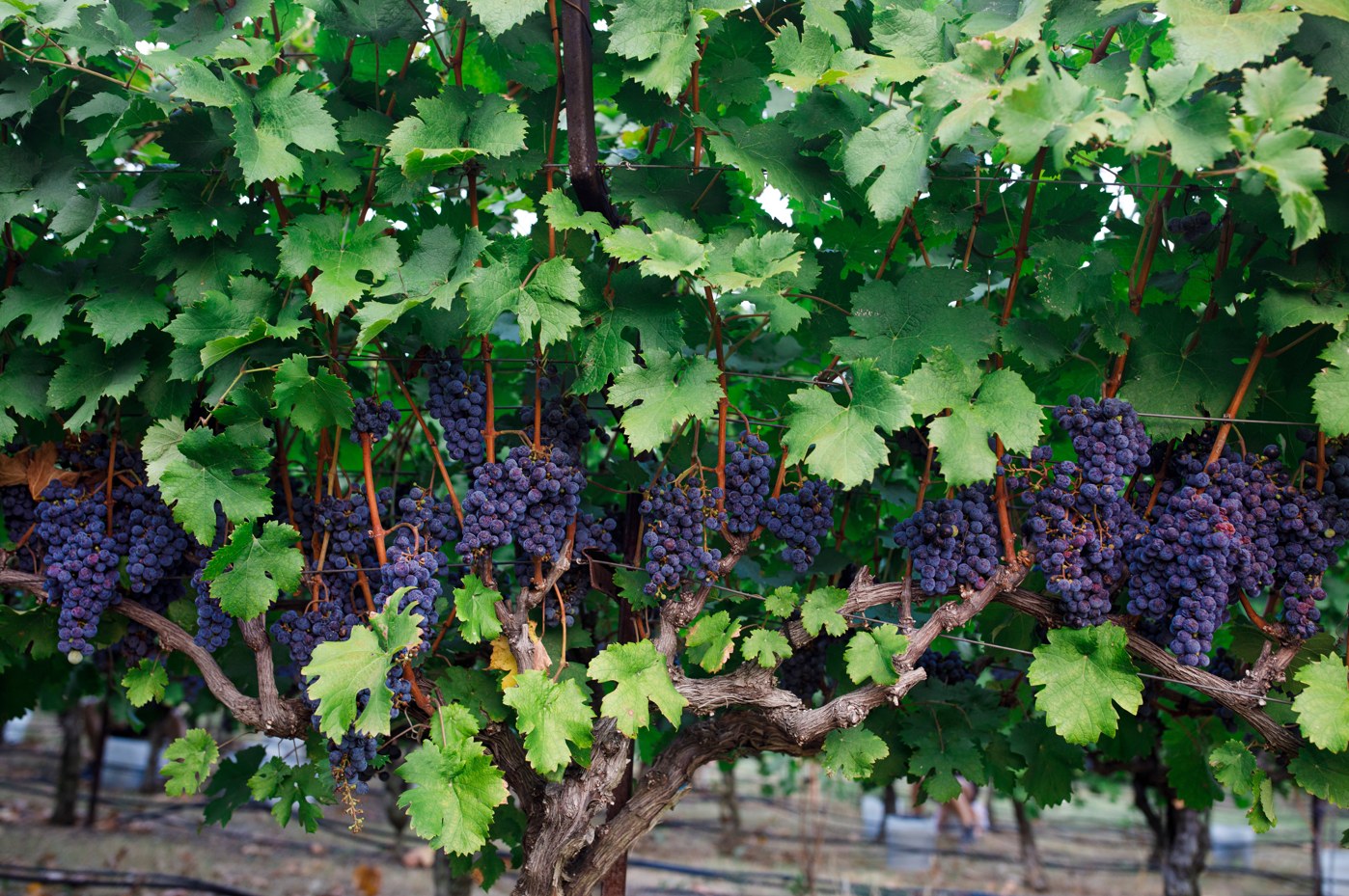 Grapes on the vine at Lost Oak Winery
